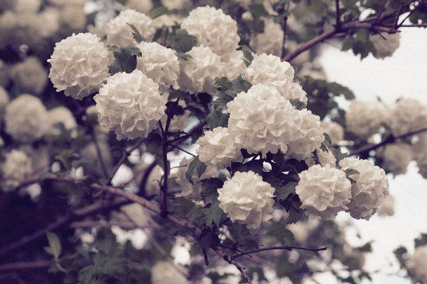 Bílý viburnum strom a jeho mnoho květin na jaře, - Fotografie, Obrázek