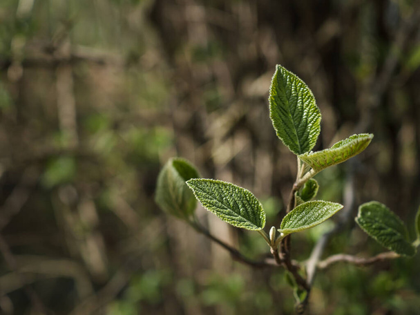 Da vicino - giovani foglie giovani di rhytidophyllum. Foglie di viburno di pelle (rhytidophyllum Alleghany) nella foresta primaverile. Bellissimo albero in natura. Concentrazione selettiva. Bella carta da parati per il design - Foto, immagini