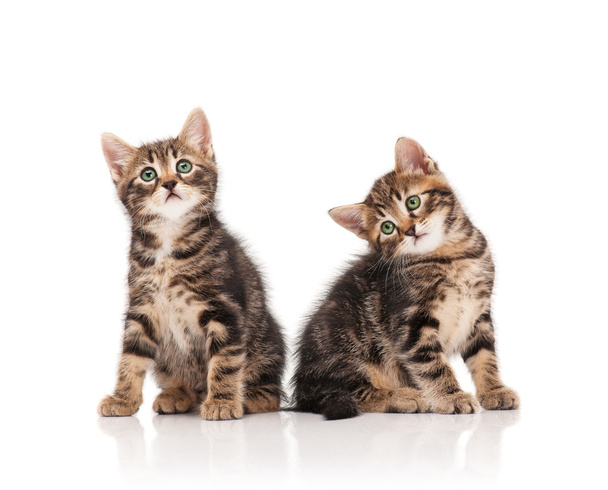 Cute kittens - Фото, изображение