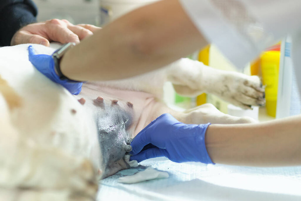 dierenarts onderzoekt een honden hechting na de operatie. naad behandeld met zilver of aluminium spray. Een genezende hondenbuik na de operatie. Litteken op de maag van de hond - Foto, afbeelding