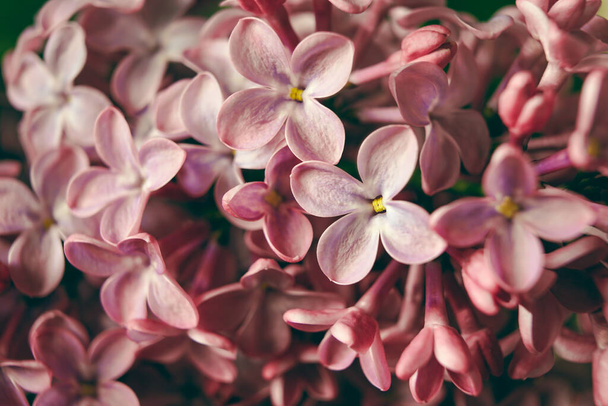 Macro image of blooming lilac violet flowers - Foto, Imagem