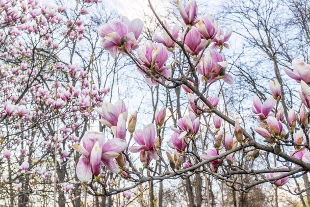 Magnolia fleur d'arbre. Belle fleur de Magnolia rosée avec des branches de fleurs dans le fond flou. La saison du printemps. Botanique et jardinage. Branche de magnolia. - Photo, image