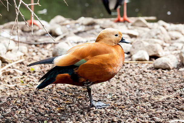  Canard colvert au zoo.  - Photo, image