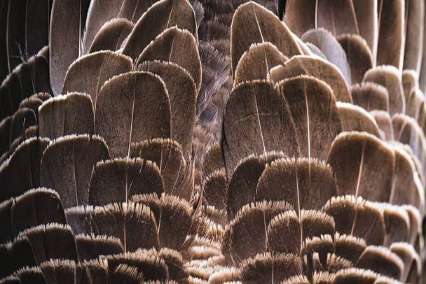 een veer textuur close-up in het detail - Foto, afbeelding