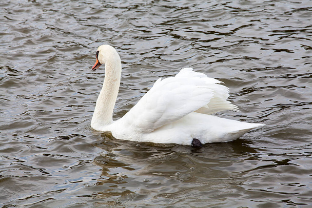  White swan in the zoo.  - Photo, Image