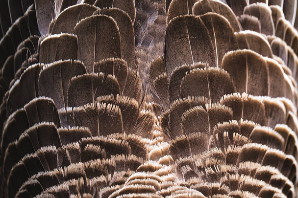 uma textura de penas closeup no detalhe - Foto, Imagem