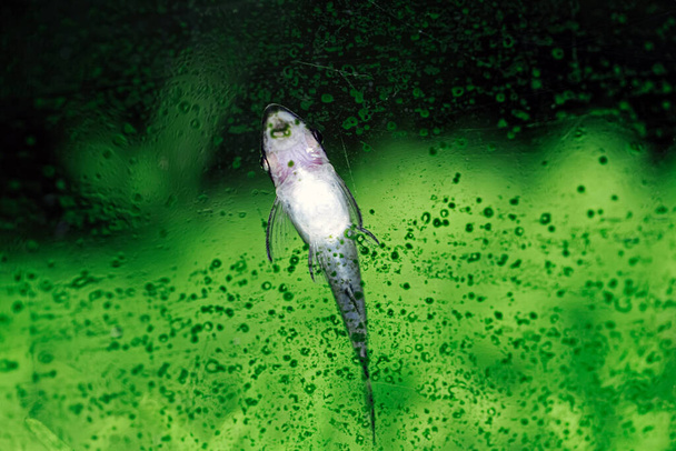 Closeup of an otocinclus in planted aquarium - Photo, Image