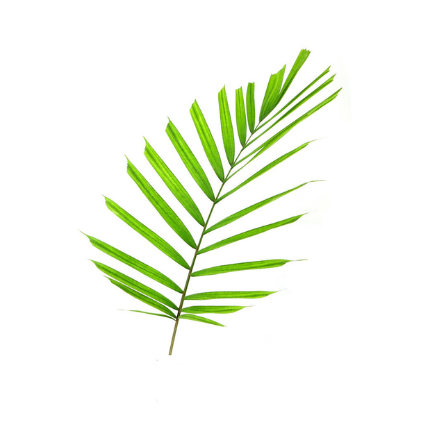 Foglia di palma tropicale isolata su sfondo bianco. Piccola foglia di palma per la decorazione del bouquet - Foto, immagini