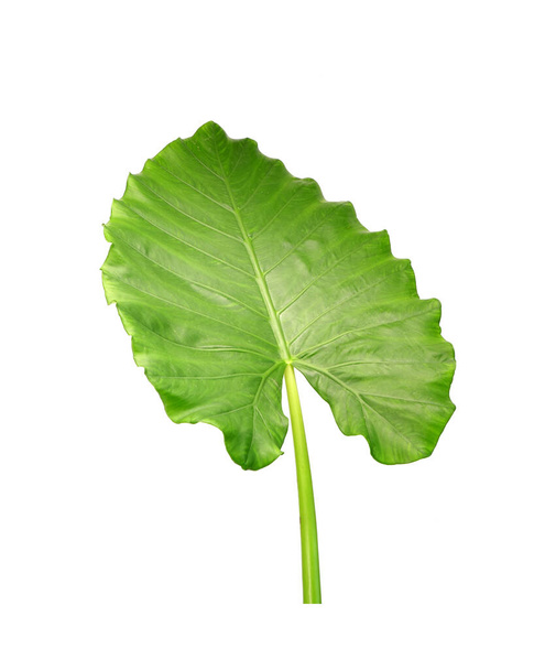 Alocasia leaf isolated on white background. Elephant ear, Giant alocasia or Giant taro , popular ornamental plants for tropical garden and indoor decoration - Fotografie, Obrázek