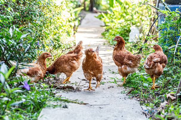Geleneksel çiftlik çiftliğinde beslenen evcil tavuklara yakın çekim - Fotoğraf, Görsel