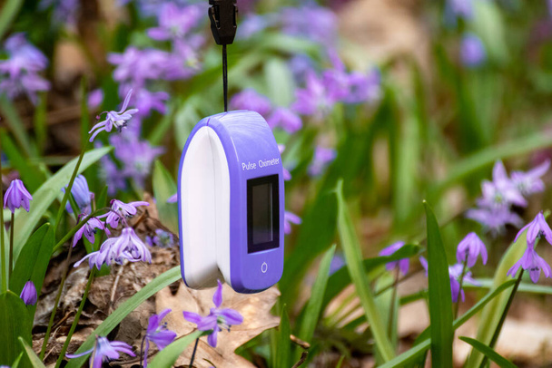 Oxímetro de pulso al aire libre primer plano con flores de primavera de color púrpura scilla fondo. Medidor de saturación de oxígeno azul (SPO2) con pantalla vacía y desenfoque selectivo. Espacio para copiar texto - Foto, imagen