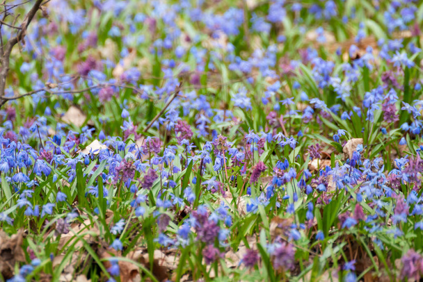 Jolie pelouse fleurie de Scilla bifolia bleu (squill alpin, squill à deux feuilles) et de Corydalis cava violet en gros plan. Fleurs printanières ensoleillées détails avec focus sélectif flou - Photo, image