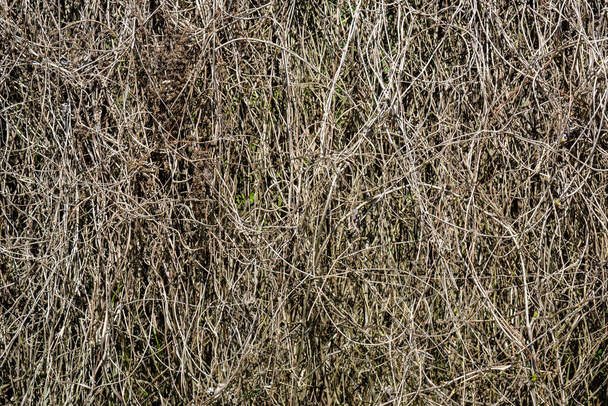 dry grass texture background - Фото, изображение