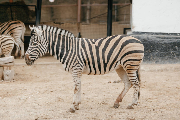 little dirty zebra in profile. zoo cage - Фото, изображение