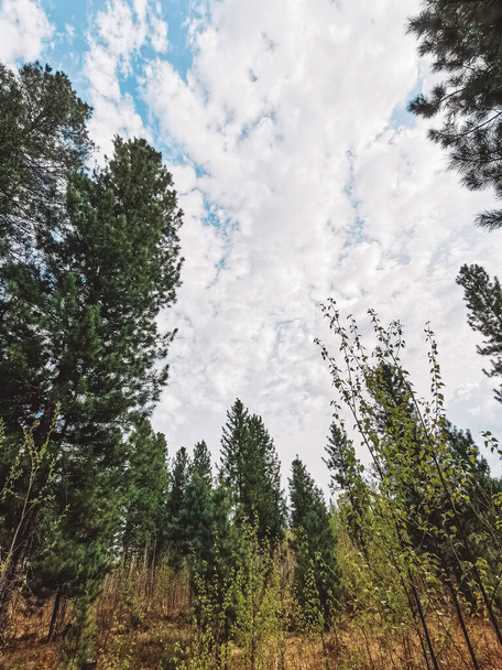  View of the spring forest: sky with light clouds, coniferous trees. Harmonious concept of environment, nature, ecology. Vertical photography. - Foto, Imagem