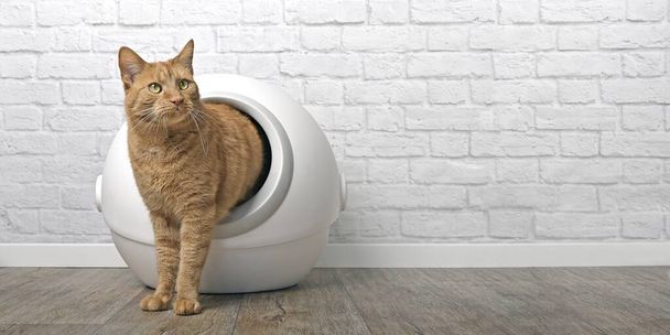 Ginger cat going out of a self-cleaning Litter box. Panramic image with copy space. - Photo, Image