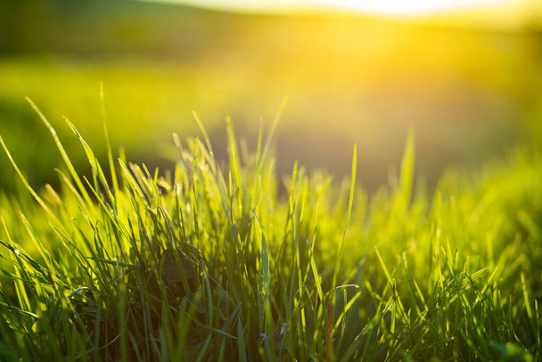 緑の草夏の背景畑の浅い深さ - 写真・画像