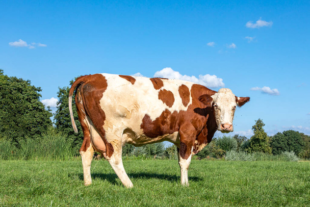 Solid brown and white dairy cow standing upright in a field, fully in focus, blue sky, on green grass in a meadow - Photo, Image