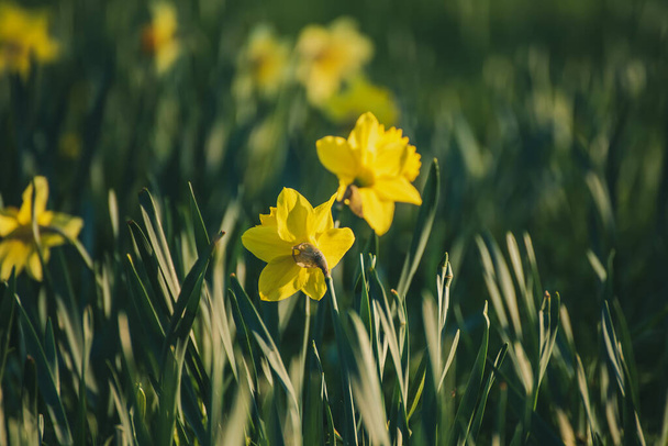 Beautiful yellow daffodils - Foto, immagini