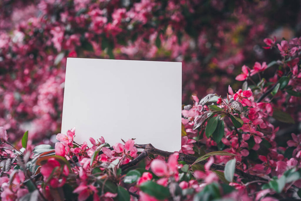 Kompozycja wiosenna. Makieta z kartkami okolicznościowymi. Pocztówka pomiędzy kwitnącymi gałęziami sakury. Miejsce na inspirujący tekst lub cytat. Wybrane skupienie - Zdjęcie, obraz