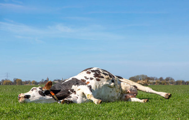 Корова робить силовий сон, обертаючи кумедний страшний очний яблуко, витягнутий в поле, розслаблений і щасливий, ледачий лежить, в Голландії, тло і копіювальний простір. - Фото, зображення