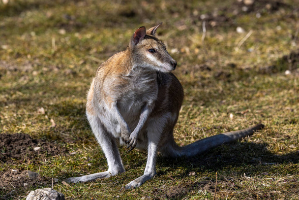 The agile wallaby, Macropus agilis also known as the sandy wallaby is a species of wallaby found in northern Australia and New Guinea. - Photo, Image