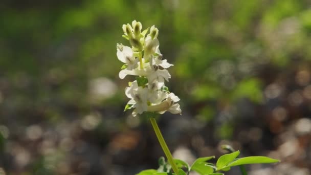 Corydalis cava early spring wild forest flowers in bloom, white flowering beautiful small plants - Footage, Video