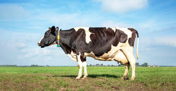 Piękna krowa rozmyśla gęstym policzkiem na zielonym pastwisku, jako tło błękitne niebo i prosty horyzont - Zdjęcie, obraz