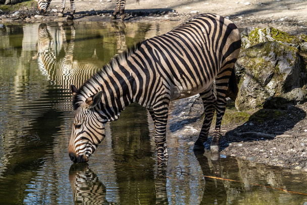 Equus zebra hartmannae es una subespecie de cebra montañosa que se encuentra en el extremo suroeste de Angola y el oeste de Namibia.. - Foto, imagen