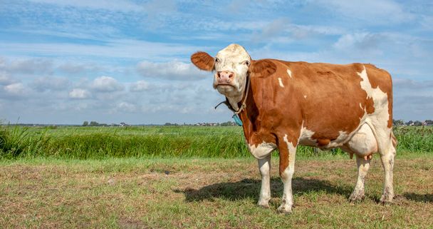 Červená hnědá mléčná show kráva stojící hlavou vzhůru a hrdě na pastvině s plným vemenem, modrou oblohou a zelenou trávou.  - Fotografie, Obrázek