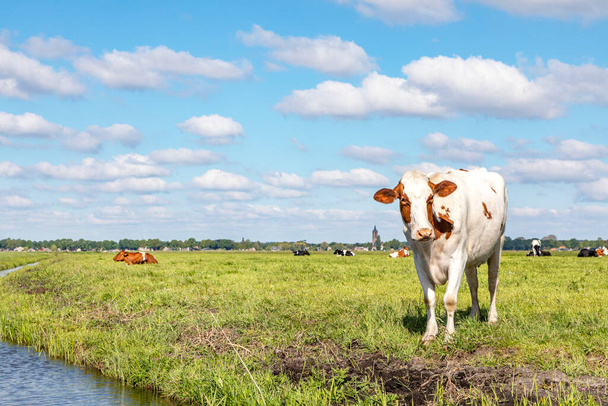 Cow at the bank of a creek, typical landscape of Holland, flat land and water and on the horizon a blue sky with white clouds. - Photo, Image