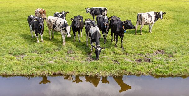Reflection of a group of cows in the water of a creek, cows  in the field, aerial view - Photo, Image