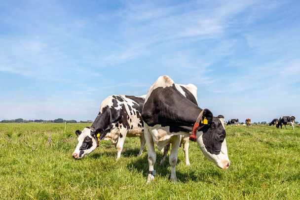 Dos vacas blancas y negras, holstein frisón, de pie juntas en un campo bajo un cielo azul y un horizonte recto. - Foto, imagen