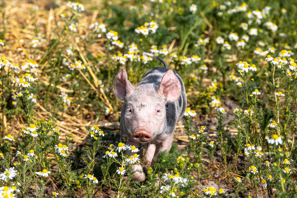 Joyeux cochon, jeune porcelet se promène dans un champ plein de fleurs de marguerite avec un disque jaune et des rayons blancs - Photo, image