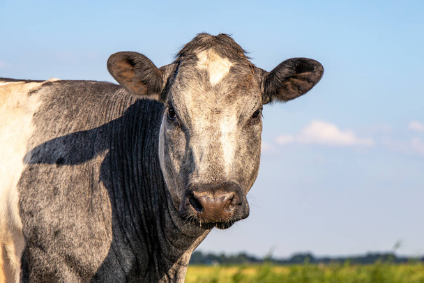 Portrait du visage rond d'une vache à viande musclée, bleu belge, dans un pâturage regardant l'appareil photo, gris et blanc - Photo, image