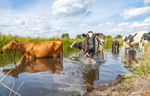 Αγελάδες που δροσίζονται, πηγαίνουν για κολύμπι, κάνουν μπάνιο και στέκονται σε ένα ρυάκι, κάνουν μπάνιο σε ένα χαντάκι, αντανακλώνται στο νερό., . - Φωτογραφία, εικόνα