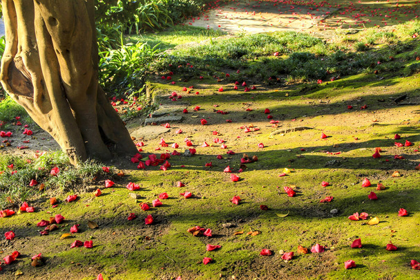 Erde mit Moos und rosa Kamelienmantel im idyllischen Kristallpalastgarten in Porto, Portugal - Foto, Bild