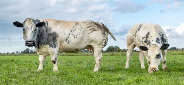 Two white beef cows, meat cattle looking and grazing side by side in a meadow  - Photo, Image