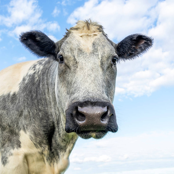 Портрет говяжьей коровы, известной как Бельгийская Голубая, смотрящая в камеру, нежно открытый взгляд, черный нос, вид спереди и голубое небо - Фото, изображение