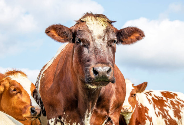 Большая говядина корова, дружелюбный мягкий вид, коричневый и белый вид спереди и голубое облачное небо - Фото, изображение