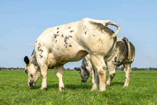 Arrière musculaire énorme de vaches de boucherie pâturant dans un pâturage, bétail de viande côte à côte dans un pré  - Photo, image