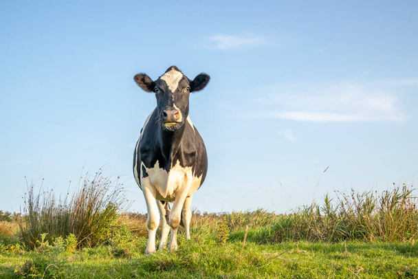 Pretty cow, frisian holstein, stands alone in a field, handsome and full-length with copy space, under a blue sky and a horizon. - Photo, Image