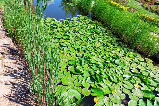 Decorative pond with lily water flowers . Tropical park garden  - Photo, Image