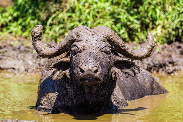 Afrikaanse buffels koelen af met modder uit de lokale waterput - Foto, afbeelding