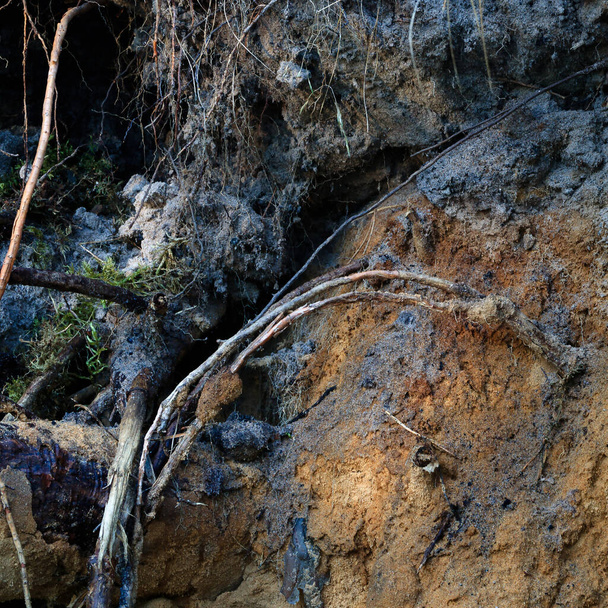 Dno zlomeného kořene stromu s kořenovými žilkami a podivným barevným pískem, žluté, černé a tmavě modré. Místy psi a staré větve. Mimořádně krásná přírodní formace v krásné přírodě Lotyšska. - Fotografie, Obrázek