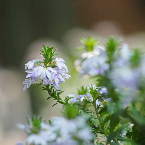 Scaevola aemula, blue fairy fan flower blooming in garden on blurred of nature background, Family Goodeniaceae plant - Photo, Image