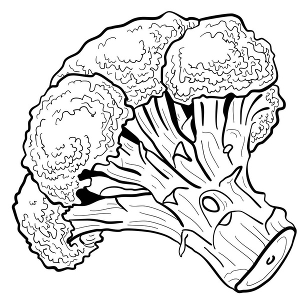 graphic realistic vector image of broccoli - Wektor, obraz