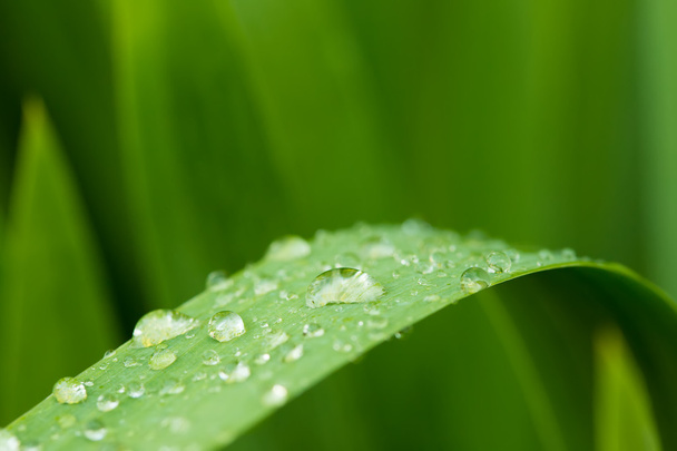 Dew drops - 写真・画像