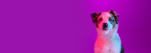 Крупный план Австралийская овчарка изолированы на фиолетовом фоне в неоновом свете - Фото, изображение