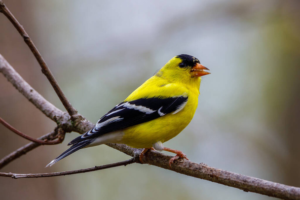 Close up of an American goldfinch (Spinus tristis) perched on a tree limb during spring. Selective focus, background blur and foreground blur. - Photo, Image